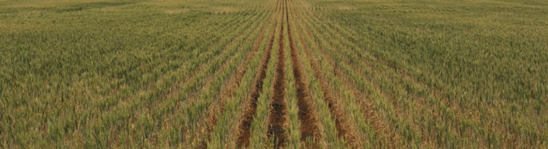 GIAV Crop Tour 2018 – Sponsored by Perkins & Co Resources GIAV Crop Tour 2018 – Sponsored by Perkins & Co Resources