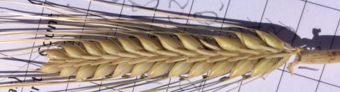 GIAV Crop Tour 2018 – Sponsored by Perkins & Co Resources GIAV Crop Tour 2018 – Sponsored by Perkins & Co Resources